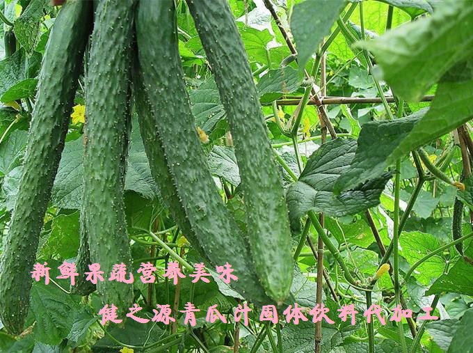 青瓜的六大营养价值，你知道吗？